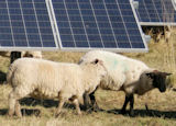 Sheep shall safely graze…